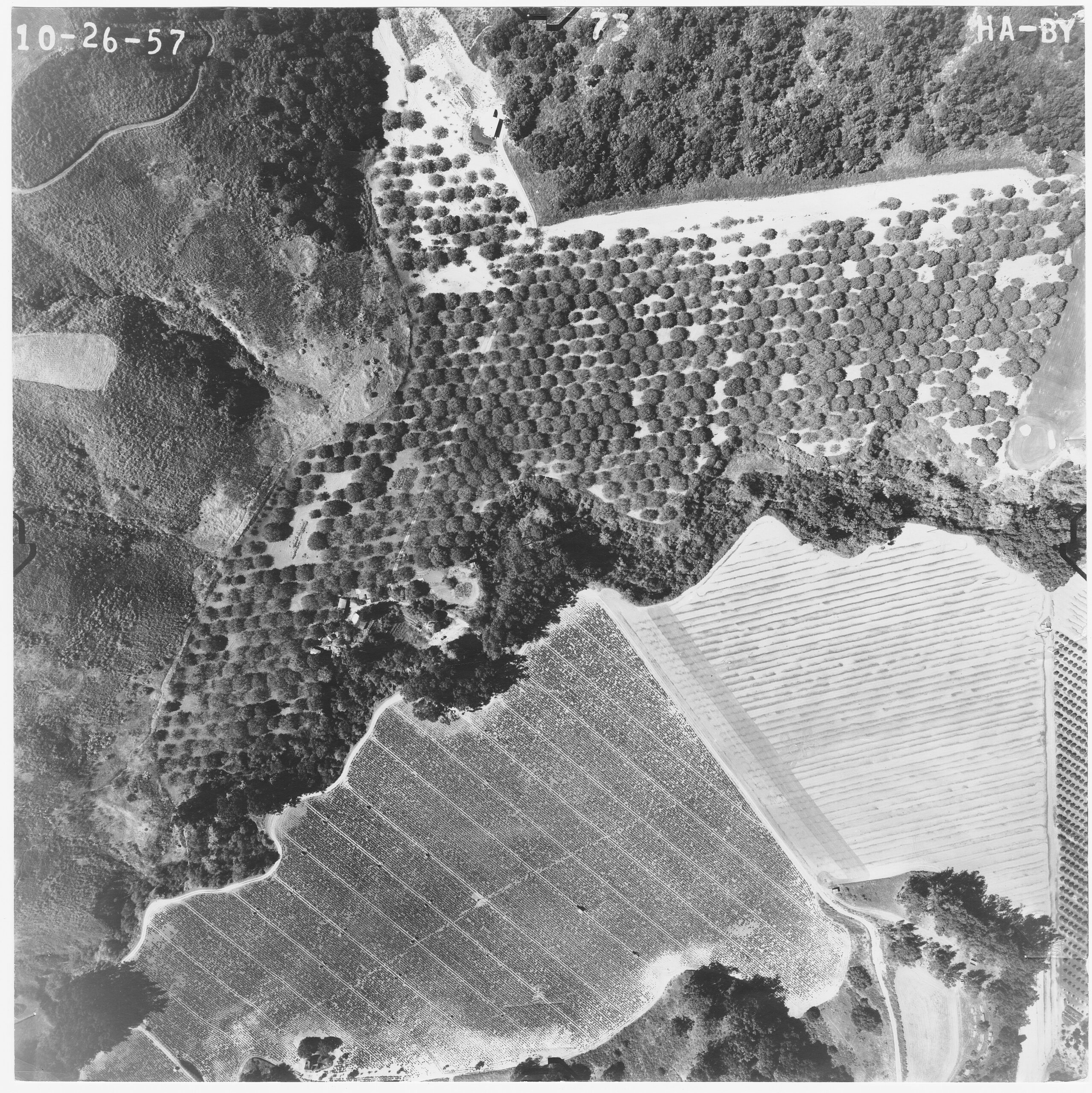 1957 aerial view of the Rutherford property showing walnut orchard and Arroyo Burro Creek
