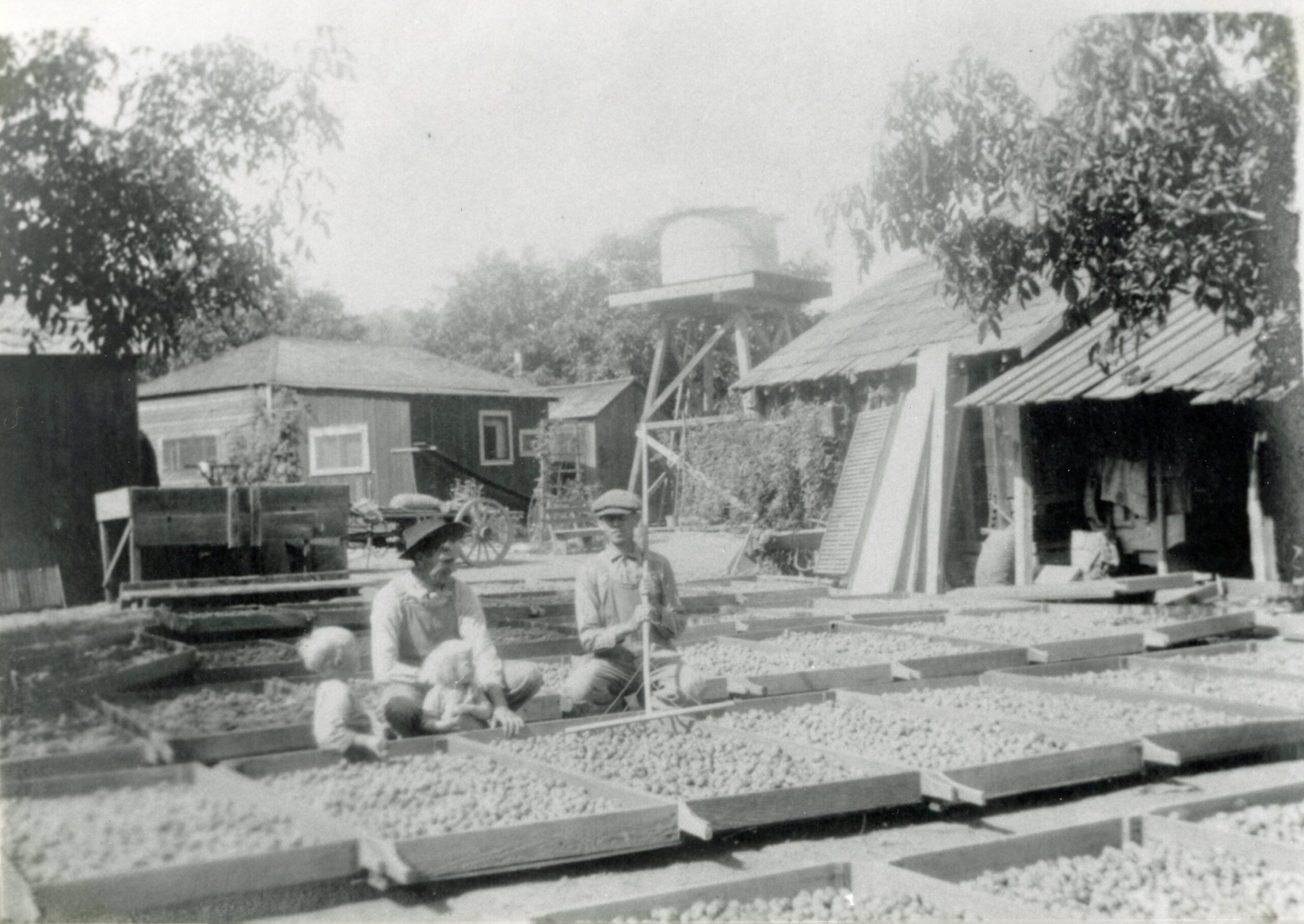 Walnut harvest at Arroyo Burro Creek Ranch, 1920